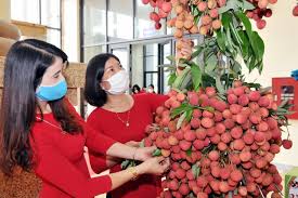 Lưu ý bạn phải có tài khoản mua hàng trên. Lazada Há»£p Tac Cung Chuá»—i Sieu Thá»‹ Vinmart Va Startup Foodmap Ban Váº£i Thiá»u Báº¯c Giang Online