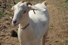 Www.petassurance.org pet assurance through the oahu spca has got you covered. Duct Tape Used To Steal 23 Goats From A Hawaii Farm