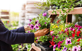 How hilton carter made plant styling a career. The Garden Store Online Singapore
