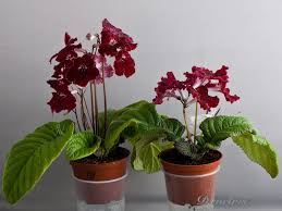 Image result for Streptocarpus sp.nov. aff. S. grandis