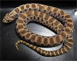 If threatened hognose snakes either bluff, hiss, open mouth and act tough or they roll over and play dead. Western Hognose Snake Wikipedia