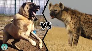 The breed is named for the kangal district of sivas province in central turkey where it probably originated. Turkish Kangal Vs Spotted Hyena Who Will Win In A Battle Youtube