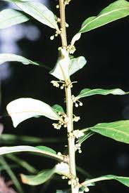 Image result for Peraceae