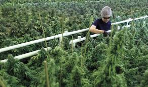 Aphria stock, marijuana stocks rally on sales beat, but analyst cites these concerns. Canopy Growth Archives Page 3 Of 9 Green Market Report