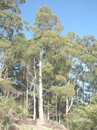 Image result for Acacia melanoxylon