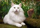 Dog-Like Cat Breeds - Meet Cat Breeds That Are Similar to Dogs