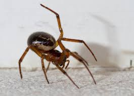 Scots Report Invasion Of Poisonous Spiders As Warm Weather Brings Creepy Crawlies Out Of Hiding