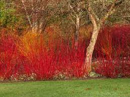 Image result for Cornus