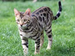 Margay (leopardus wiedii) adalah kucing liar kecil asli amerika tengah dan selatan. Kucing Bengal Cara Merawat Pakan Harga Jual Lengkap