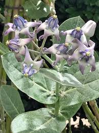 Image result for Calotropis gigantea