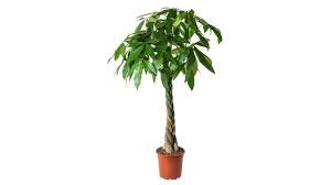 Image result for pachira obrázek