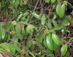 Image result for Landolphia kirkii