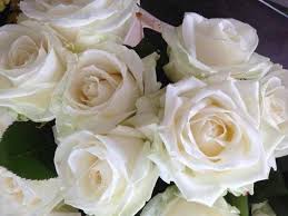 Top 20 immagini romantiche per whatsapp parte 4. á… Le Piu Belle Immagini Di Fiori Per Whatsapp