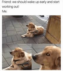 Funny Random Meme Dump Funny Dog Memes Funny Memes Dog Memes