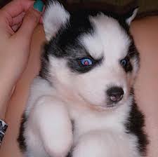 Baby Huskies Home Facebook