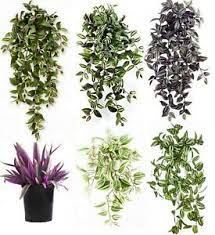 Leaf patterns and colors depend on the variety, but many have white and green striped leaves with purple undersides. Tradescantia Wandering Jew Spiderwort Indoor Haus Terrasse Hangende Seltene Pflanzen Topf Ebay