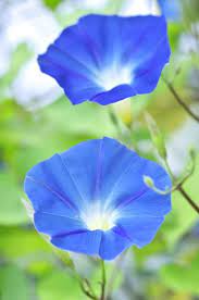Pin By Renee Shackelford On Gardening Morning Glory Flowers Morning Glory Beautiful Flowers