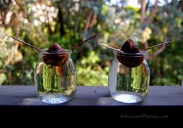 Instead of simply planting an avocado from a pit, you need to nurture it with air and water. Growing Avocado Plants From Seed 6 Steps With Pictures Instructables