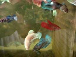 Ikan bangkok fighter 100% agresif. Female Betta Ikan Laga By Piekybettahouse