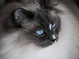 Haiwan yang anggun dengan mata besar adalah kucing siam putih tipikal atau sejenis wain asing berambut pendek. Fakta Menarik Mengenai Kucing Putih Mata Biru Blog Ruparupa