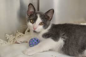 Names after famous grey felines berlioz (from the aristocats) diana (from sailor moon) 250 Perfect Grey And White Cat Names For Your New Kitten Petpress
