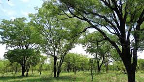 Image result for Amblygonocarpus andongensis