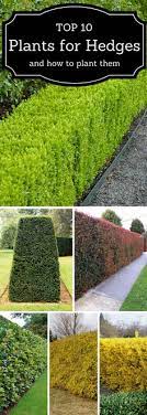 Bring in the big bromeliad for the landscape. 19 Front Yard Hedges Ideas Hedges Garden Design Landscape Design