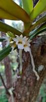 Image result for Calyptrochilum