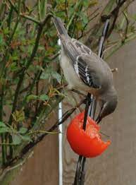 It's not always easy to keep birds, especially mockingbirds, from eating your ripening tomatoes. Mockingbird Eating A Tomato Photo Lynnh Photos At Pbase Com