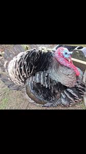 the best wee gang at @tribeanimalsanctuary #carluke #animalsanctuary ...