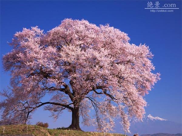 「桜 無料写真」の画像検索結果"