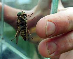 Horseflies Are Back How To Tell If You Ve Been Bitten And What You Should Do To Treat Them Wales Online