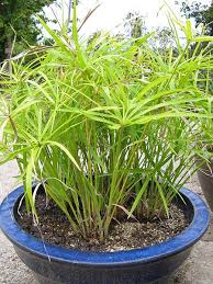 We did not find results for: Papyrus Varietes Plantation Multiplication