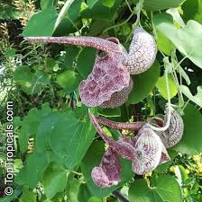 Image result for Aristolochia albida
