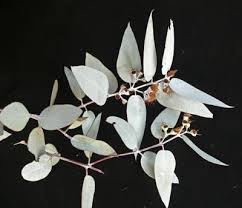 Image result for Eucalyptus sp.