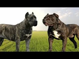 Presa Canario Vs Cane Corso What Are The Main Differences