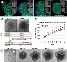 Take a sneak peak at the movies coming out this week (8/12) good movies to watch before summer ends Photoreceptor Outer Segment Like Structures In Long Term 3d Retinas From Human Pluripotent Stem Cells Scientific Reports