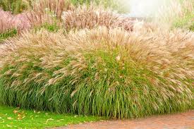 How To Dig And Divide Ornamental Grasses - Tip From Alwerdts Gardens In  Altamont, Illinois - Youtube