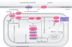 Image result for Fatty Acid