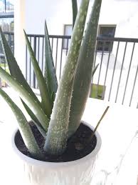Nice contrast between dark and light green. Why Aloe Vera Leaf Have White Spots Gardening