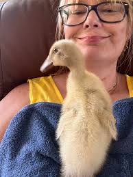 Duck tells owner about day