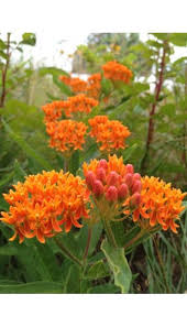 Asclepias Tuberosa Butterflyweed Asclepias Tuberosa Asclepias Wild Flowers