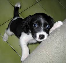 Black And White Border Collie Beagle Mix Aki The Border Collie Beagle Mix Pictures 12513 Border Collie Beagle Mix Puppies Beagle Dog