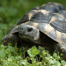 Hermans Tortoise Facts Diet Habitat Pictures On