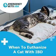 You can treat kidney failure in cats to extend a cat's life, but, unfortunately, a time will come when you have to let your cat go. When To Euthanize A Cat With Ibd Symptoms Treatments For Ibd