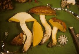 Image result for Suillus weaverae