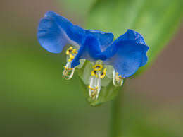 Image result for Commelina petersii