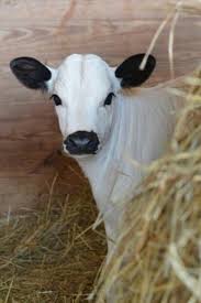 Black And White Cow Name Pin By Maegan Spears On Cows Animals Beautiful Animals Cute Cows