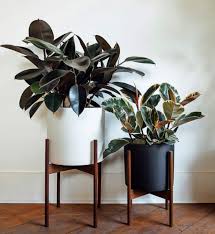 Image result for Ficus