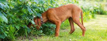 How to remove tick from dog ear. How To Remove A Tick From Your Dog 7 Easy Steps Purina